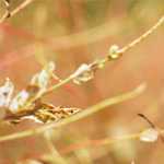 日米修好通商条約～桜田門外の変